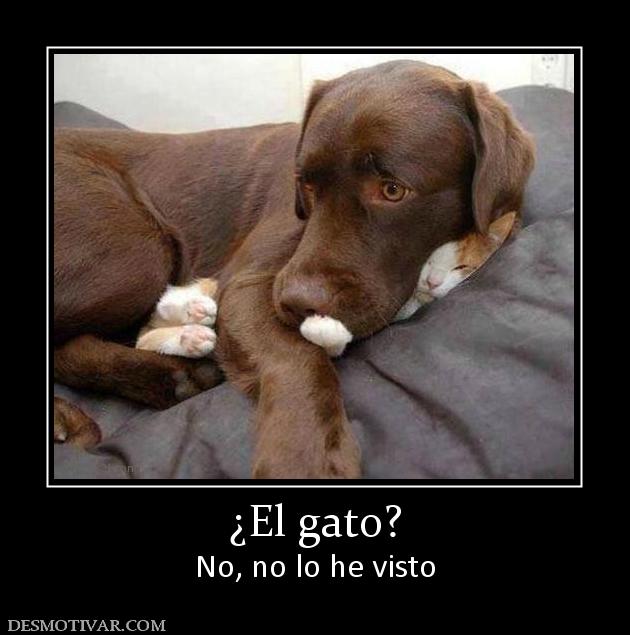 ¿El gato? No, no lo he visto
