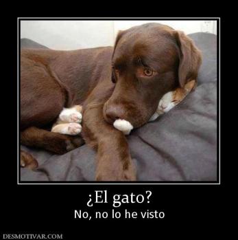 ¿El gato? No, no lo he visto