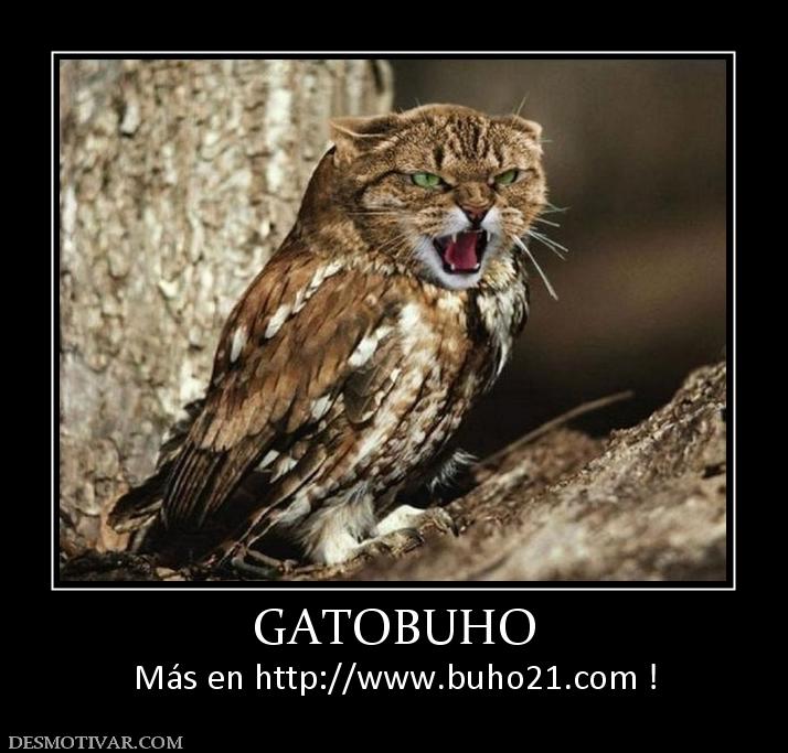 GATOBUHO Más en http://www.buho21.org !