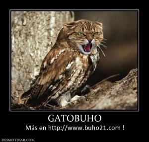 GATOBUHO Más en http://www.buho21.com !