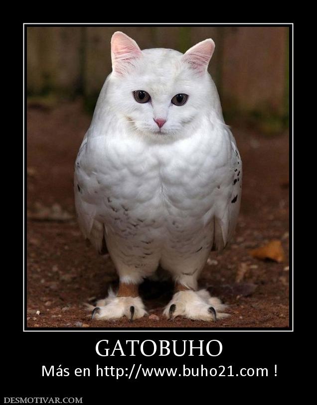 GATOBUHO Más en http://www.buho21.org !