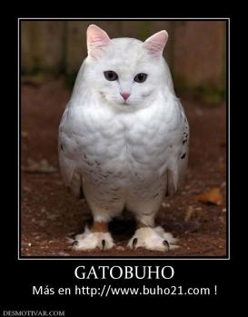 GATOBUHO Más en http://www.buho21.com !
