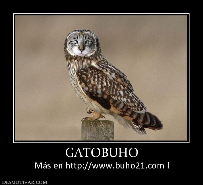 GATOBUHO Más en http://www.buho21.org !