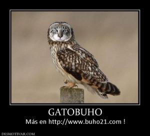 GATOBUHO Más en http://www.buho21.com !
