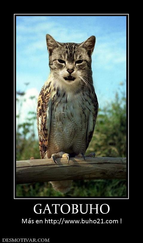 GATOBUHO Más en http://www.buho21.org !