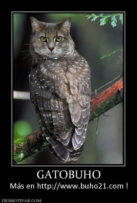 GATOBUHO Más en http://www.buho21.org !
