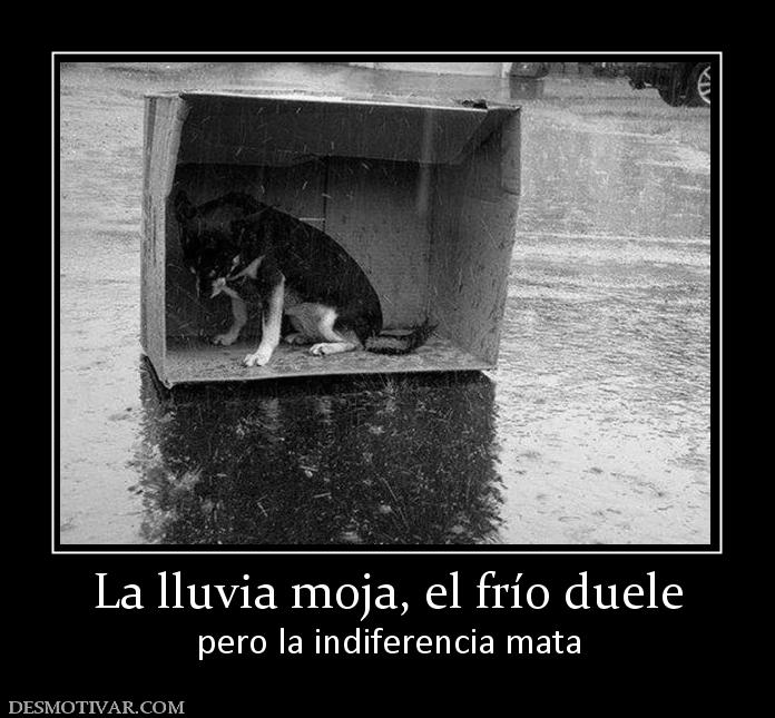 La lluvia moja, el frío duele pero la indiferencia mata