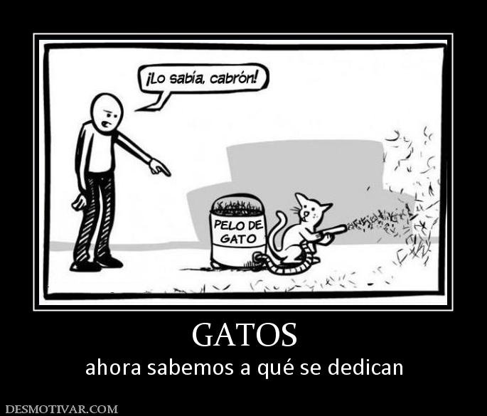 GATOS ahora sabemos a qué se dedican