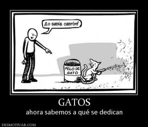GATOS ahora sabemos a qué se dedican