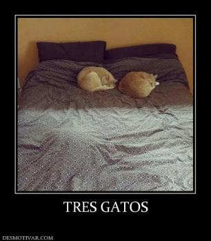 TRES GATOS