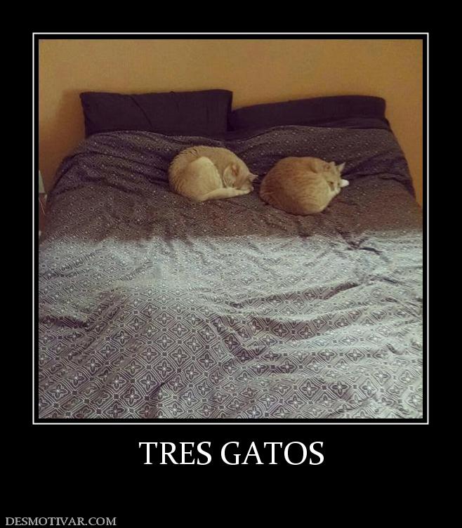 TRES GATOS