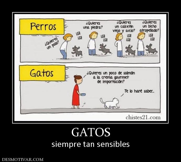GATOS siempre tan sensibles