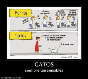 GATOS siempre tan sensibles
