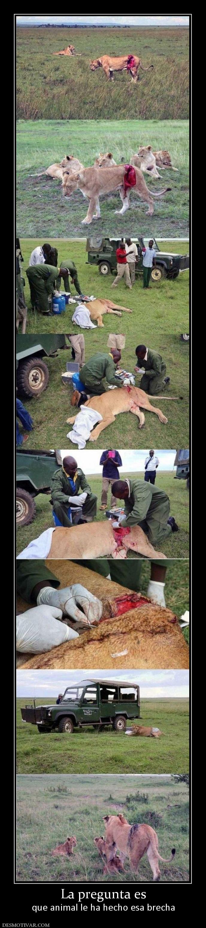 La pregunta es que animal le ha hecho esa brecha