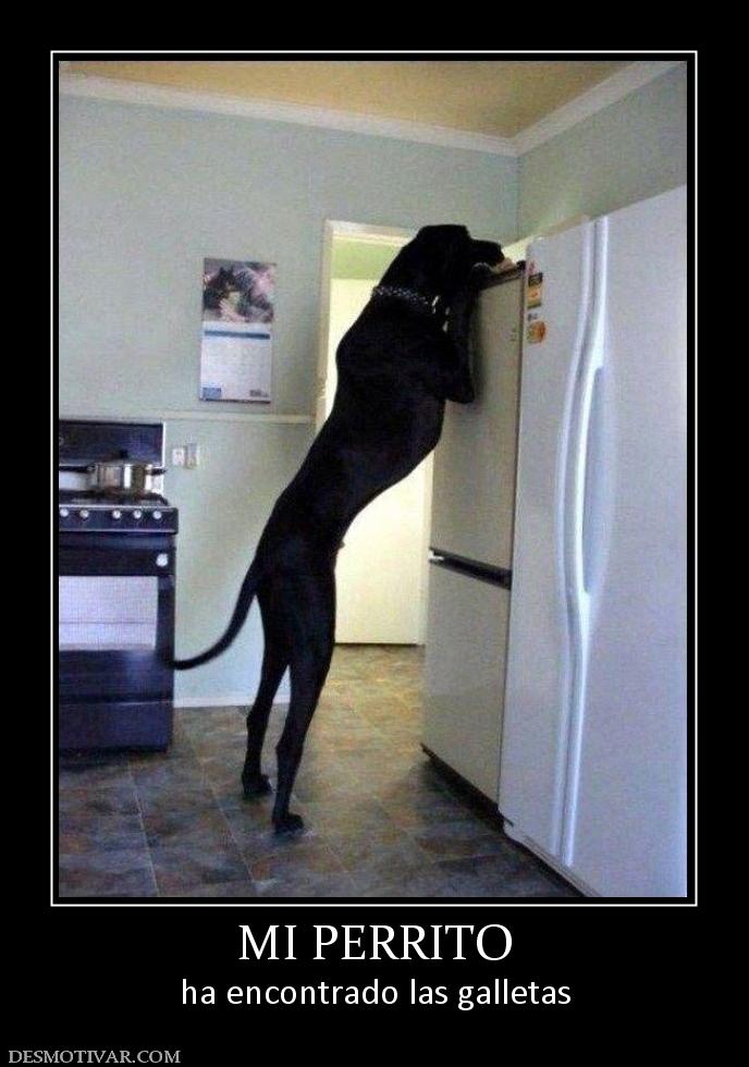 MI PERRITO ha encontrado las galletas