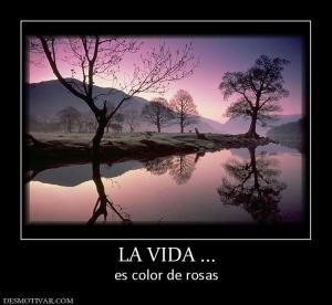 LA VIDA ... es color de rosas