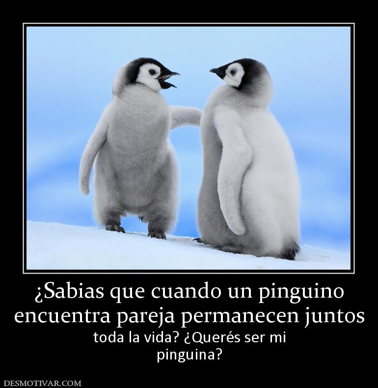 ¿Sabias que cuando un pinguino encuentra pareja permanecen juntos toda la vida? ¿Querés ser mi pinguina?