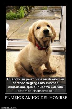 EL MEJOR AMIGO DEL HOMBRE