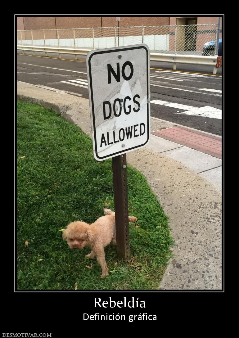 Rebeldía Definición gráfica