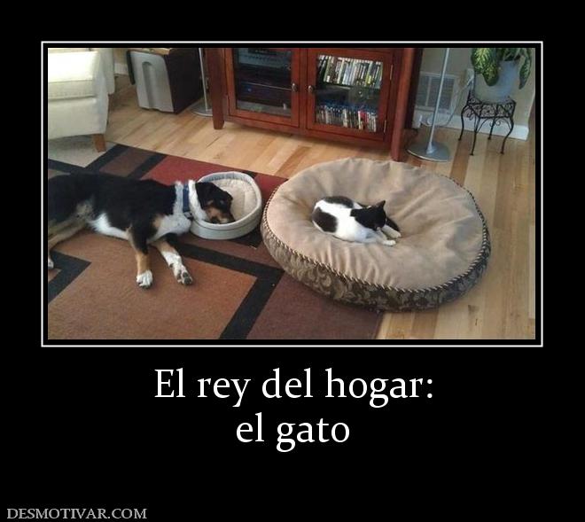 El rey del hogar: el gato