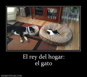 El rey del hogar: el gato