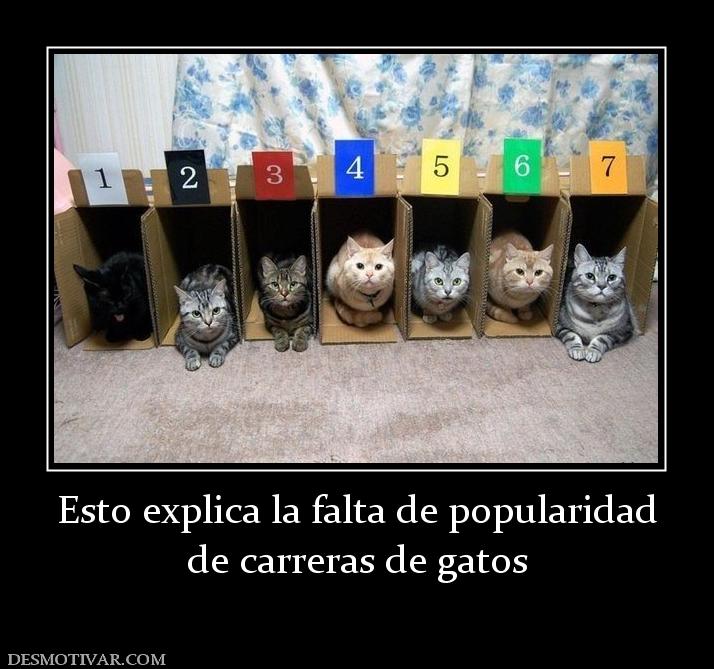 Esto explica la falta de popularidad de carreras de gatos