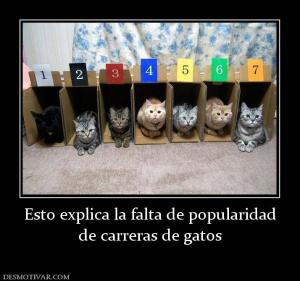 Esto explica la falta de popularidad de carreras de gatos
