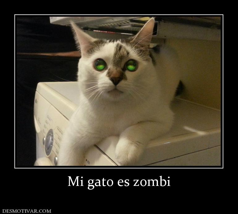 Mi gato es zombi