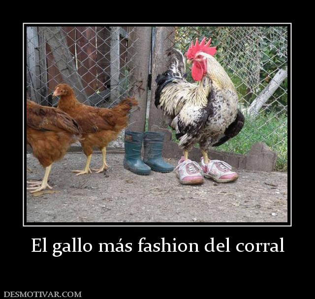El gallo más fashion del corral