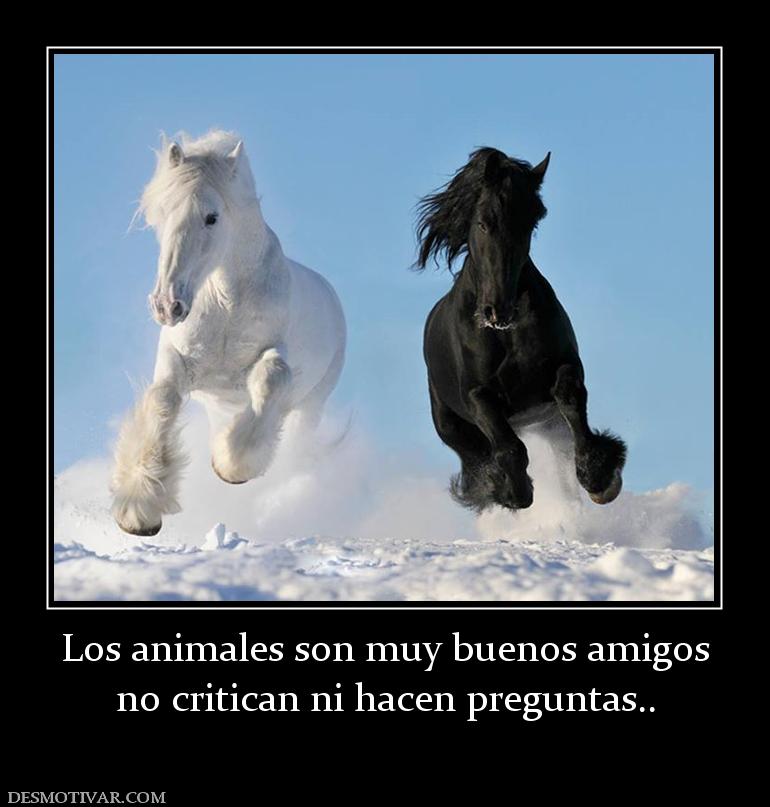 Los animales son muy buenos amigos no critican ni hacen preguntas..