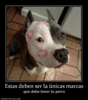 Estas deben ser la únicas marcas que debe tener tu perro