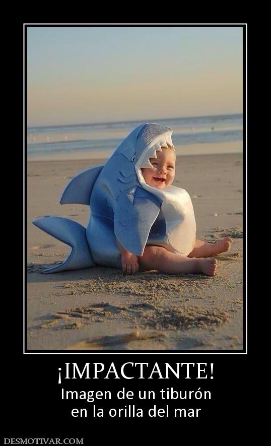 ¡IMPACTANTE! Imagen de un tiburón en la orilla del mar
