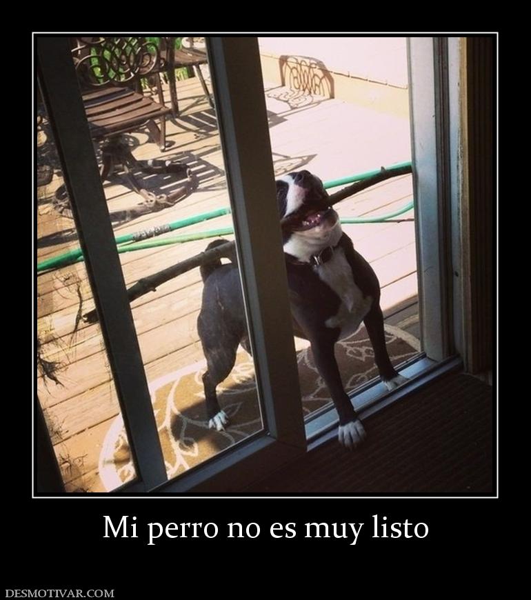 Mi perro no es muy listo