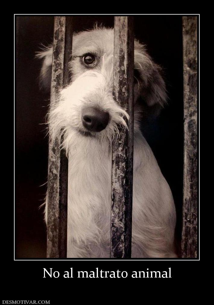 No al maltrato animal