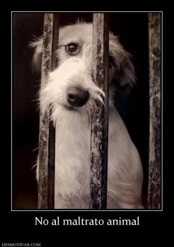No al maltrato animal