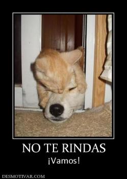 NO TE RINDAS ¡Vamos!