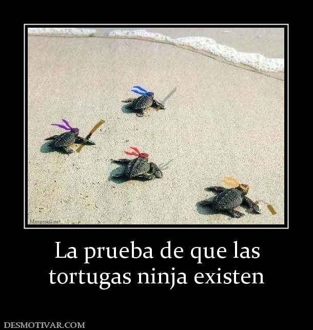 La prueba de que las tortugas ninja existen