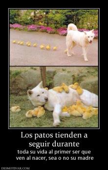 Los patos tienden a seguir durante toda su vida al primer ser que  ven al nacer, sea o no su madre