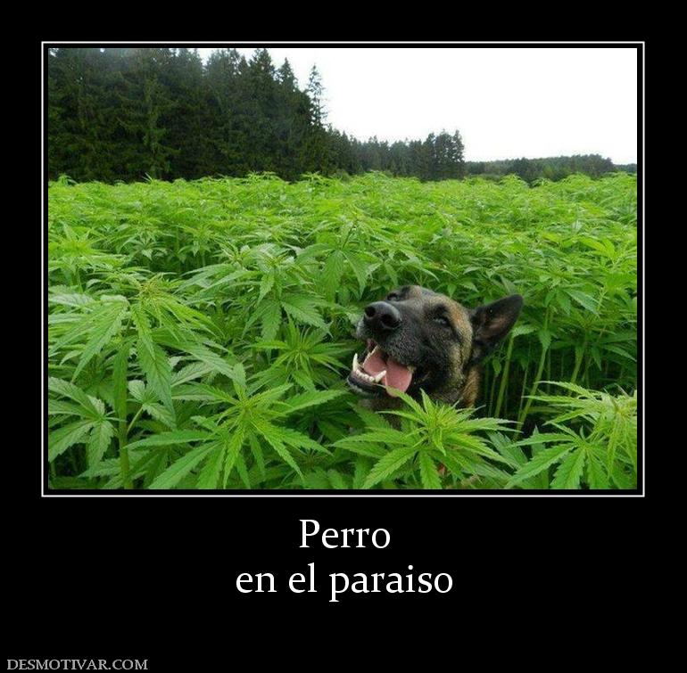 Perro en el paraiso