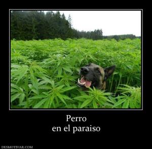 Perro en el paraiso