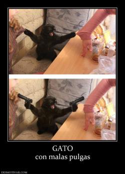 GATO con malas pulgas