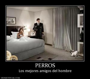 PERROS Los mejores amigos del hombre