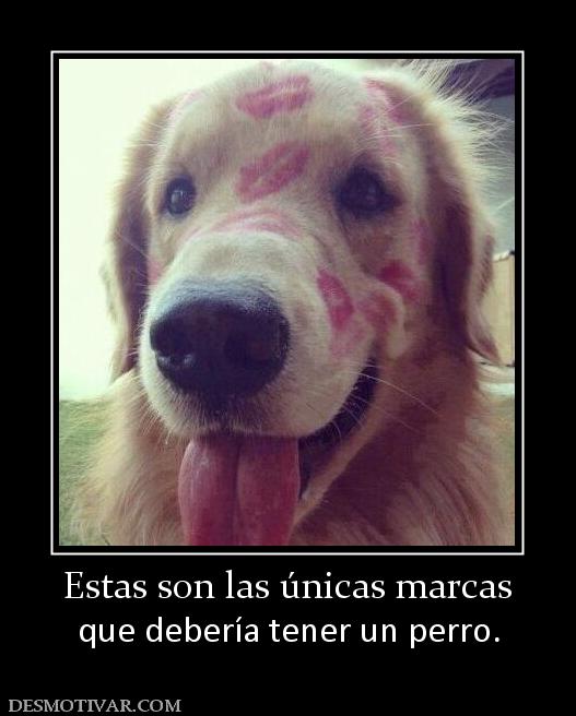 Estas son las únicas marcas que debería tener un perro.