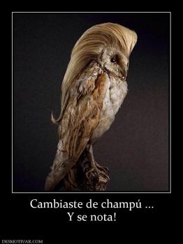 Cambiaste de champú ... Y se nota!