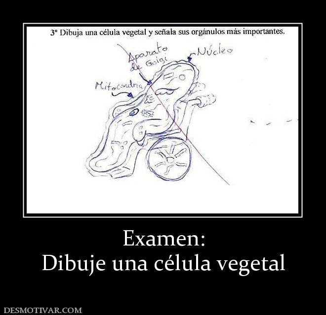 Examen: Dibuje una célula vegetal