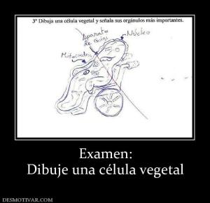 Examen: Dibuje una célula vegetal