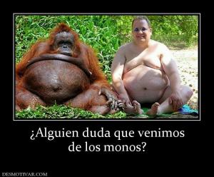 ¿Alguien duda que venimos de los monos?
