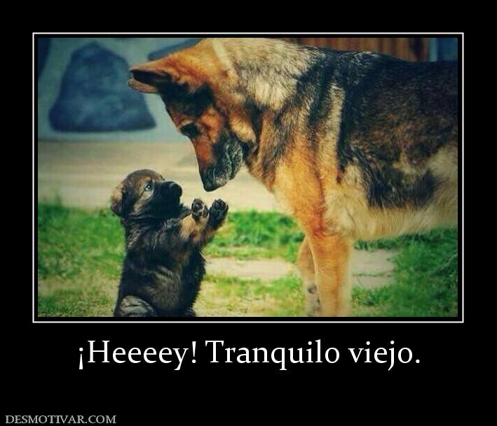 ¡Heeeey! Tranquilo viejo.