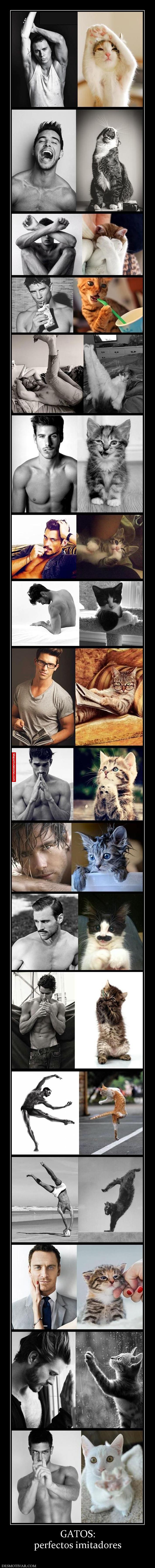 GATOS: perfectos imitadores