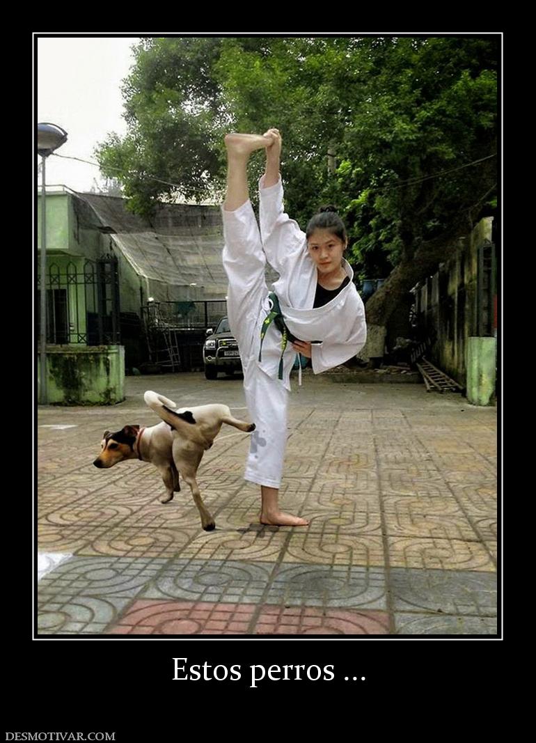 Estos perros ...